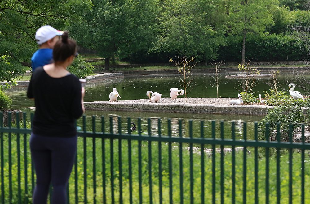 Вече има кой да се възхищава на животните в столичния зоопарк