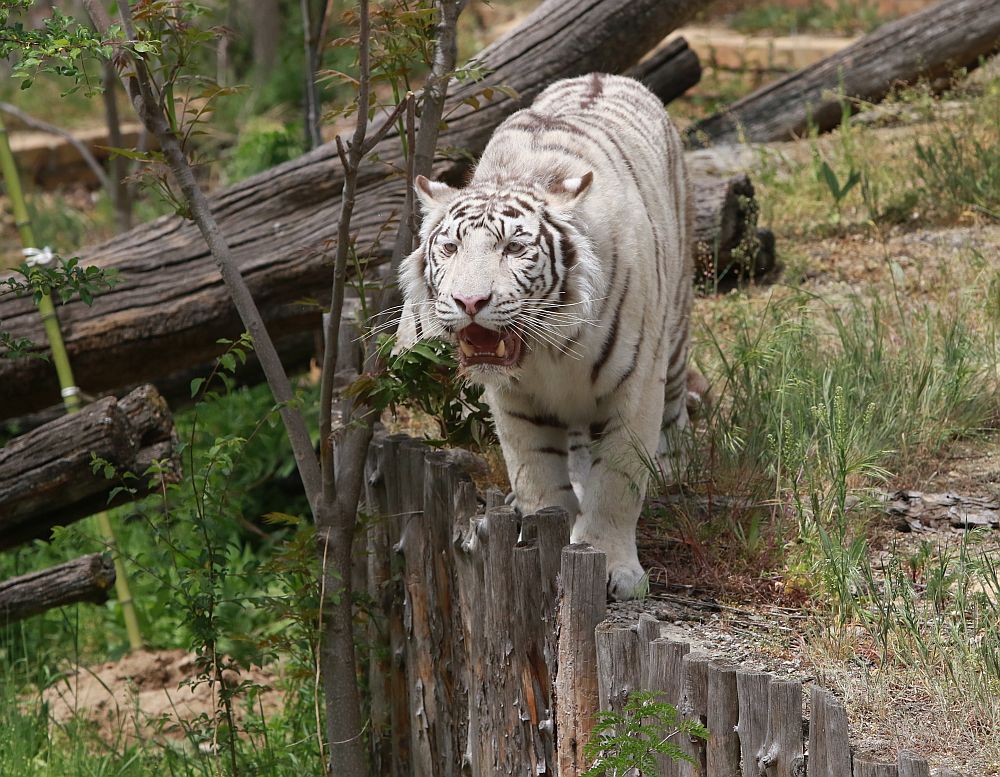 Вече има кой да се възхищава на животните в столичния зоопарк