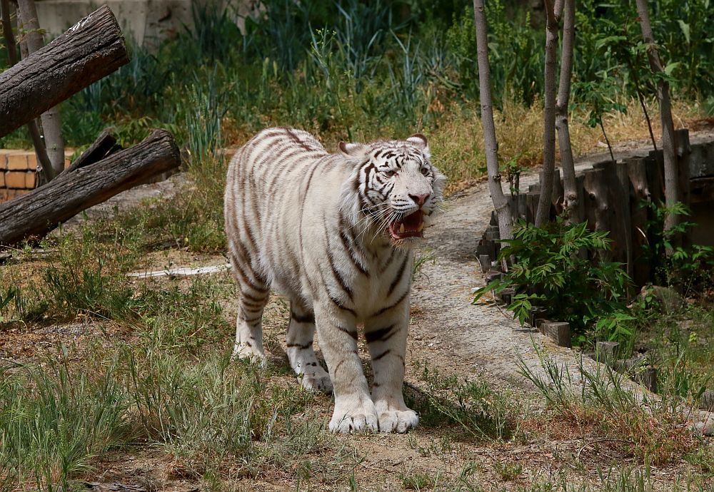 Вече има кой да се възхищава на животните в столичния зоопарк