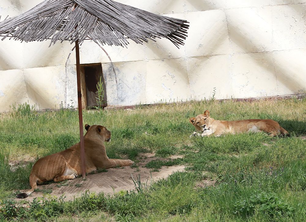 Вече има кой да се възхищава на животните в столичния зоопарк