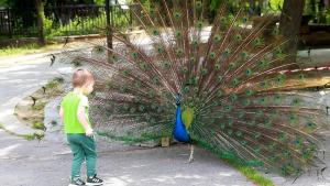 Вече има кой да се възхищава на животните в столичния