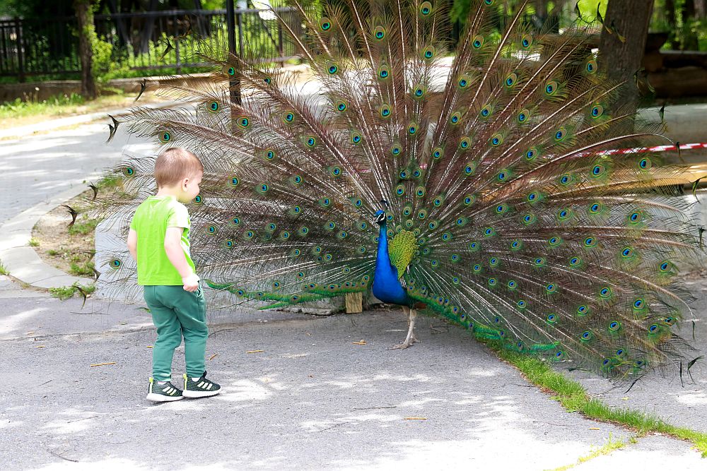 Вече има кой да се възхищава на животните в столичния зоопарк
