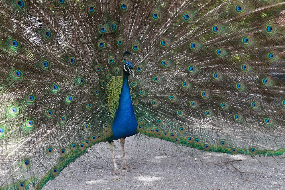 Вече има кой да се възхищава на животните в столичния зоопарк