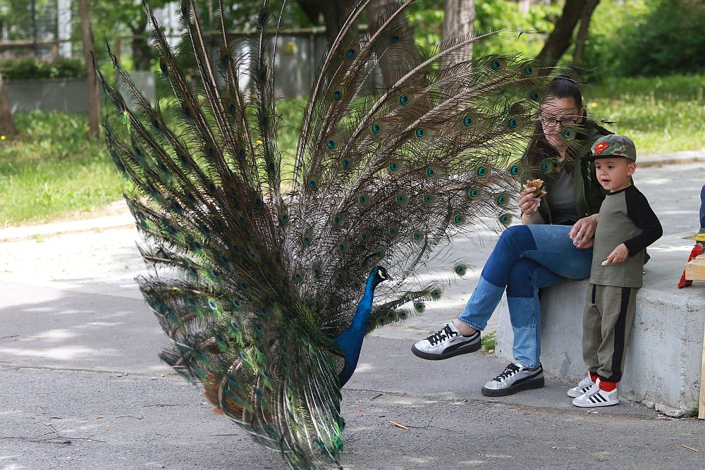Вече има кой да се възхищава на животните в столичния зоопарк