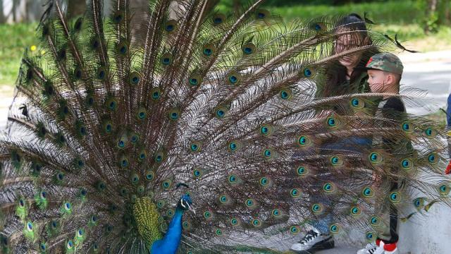 Вече има кой да се възхищава на животните в столичния зоопарк (ГАЛЕРИЯ)