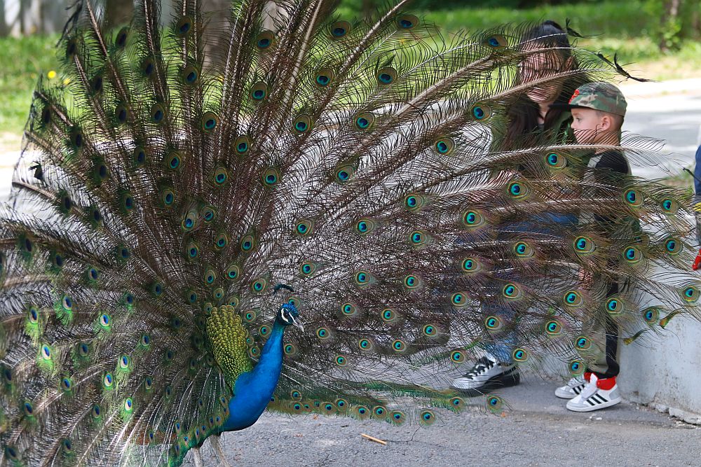 Вече има кой да се възхищава на животните в столичния зоопарк