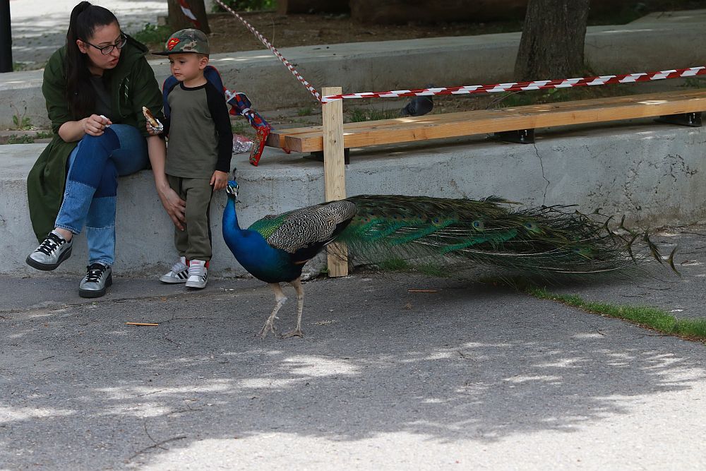 Вече има кой да се възхищава на животните в столичния зоопарк