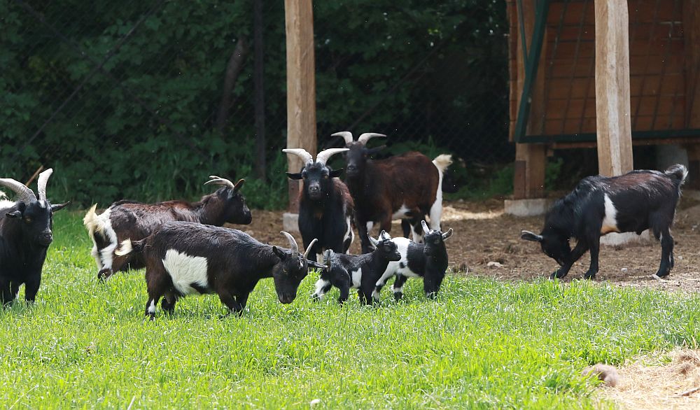 Вече има кой да се възхищава на животните в столичния зоопарк