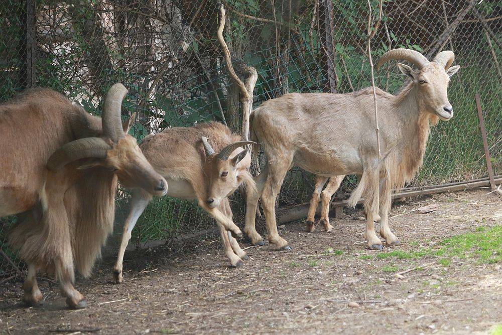 Вече има кой да се възхищава на животните в столичния зоопарк