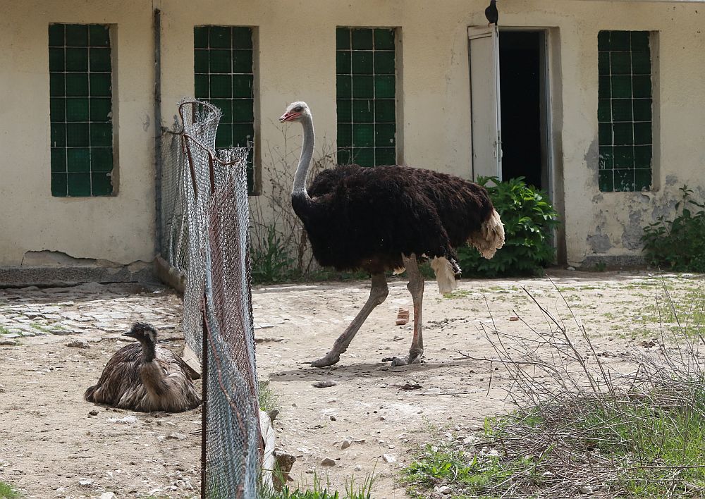 Вече има кой да се възхищава на животните в столичния зоопарк