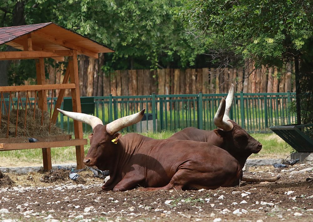Вече има кой да се възхищава на животните в столичния зоопарк
