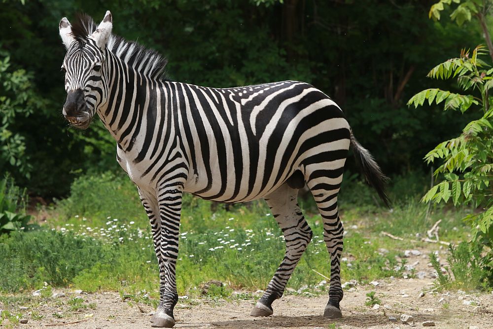 Вече има кой да се възхищава на животните в столичния зоопарк