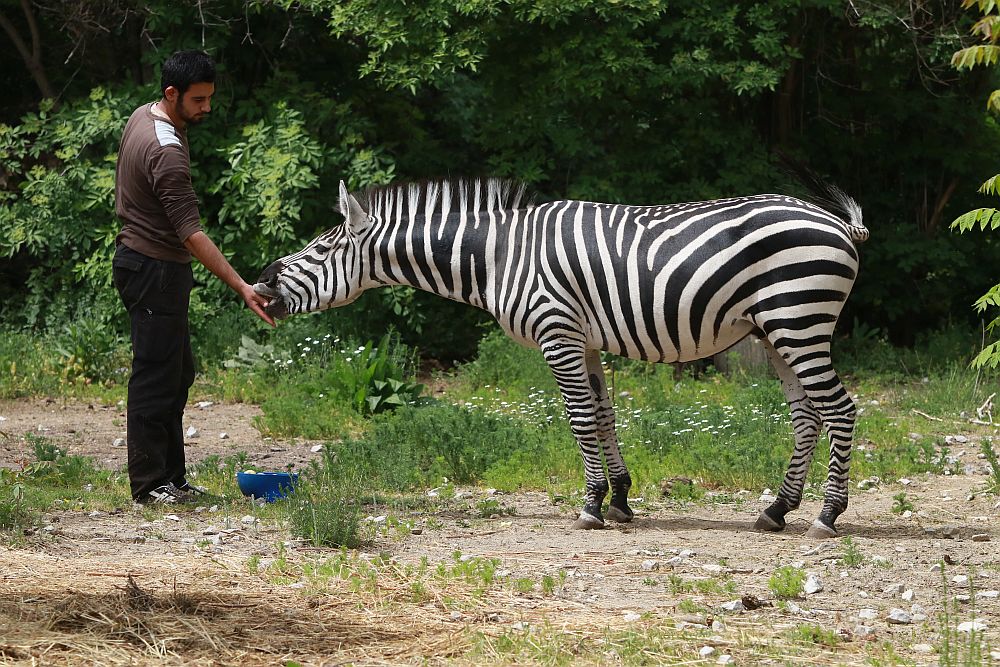 Вече има кой да се възхищава на животните в столичния зоопарк