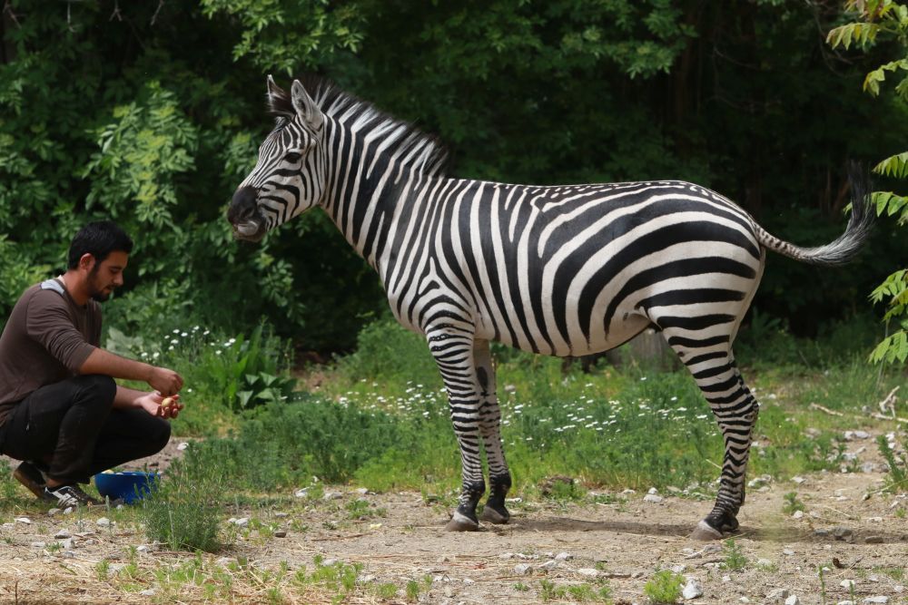 Вече има кой да се възхищава на животните в столичния зоопарк