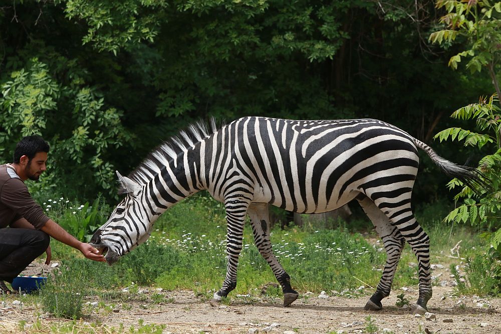 Вече има кой да се възхищава на животните в столичния зоопарк