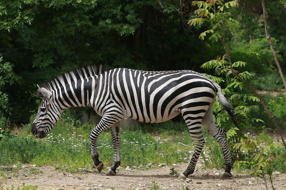 Вече има кой да се възхищава на животните в столичния зоопарк