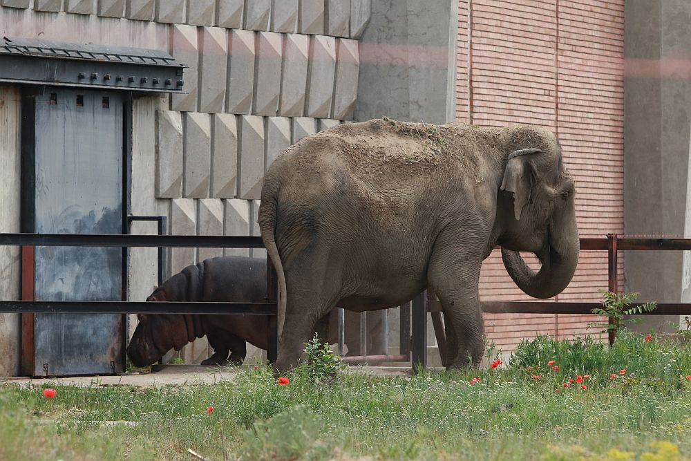 Вече има кой да се възхищава на животните в столичния зоопарк