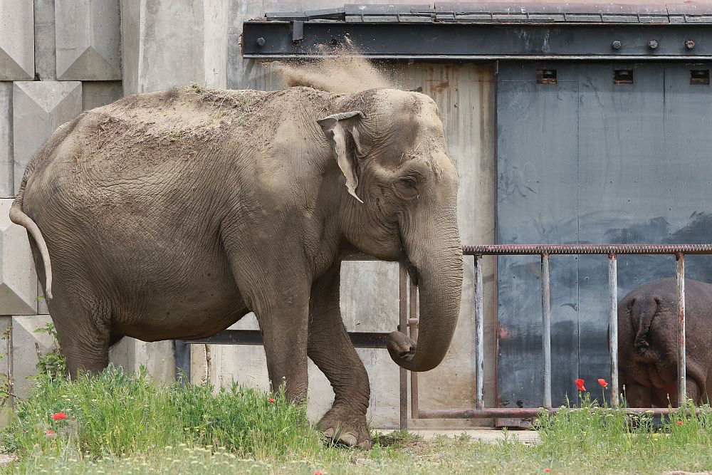 Вече има кой да се възхищава на животните в столичния зоопарк