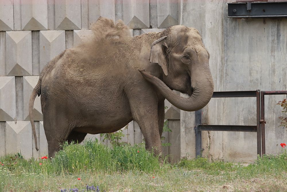 Вече има кой да се възхищава на животните в столичния зоопарк
