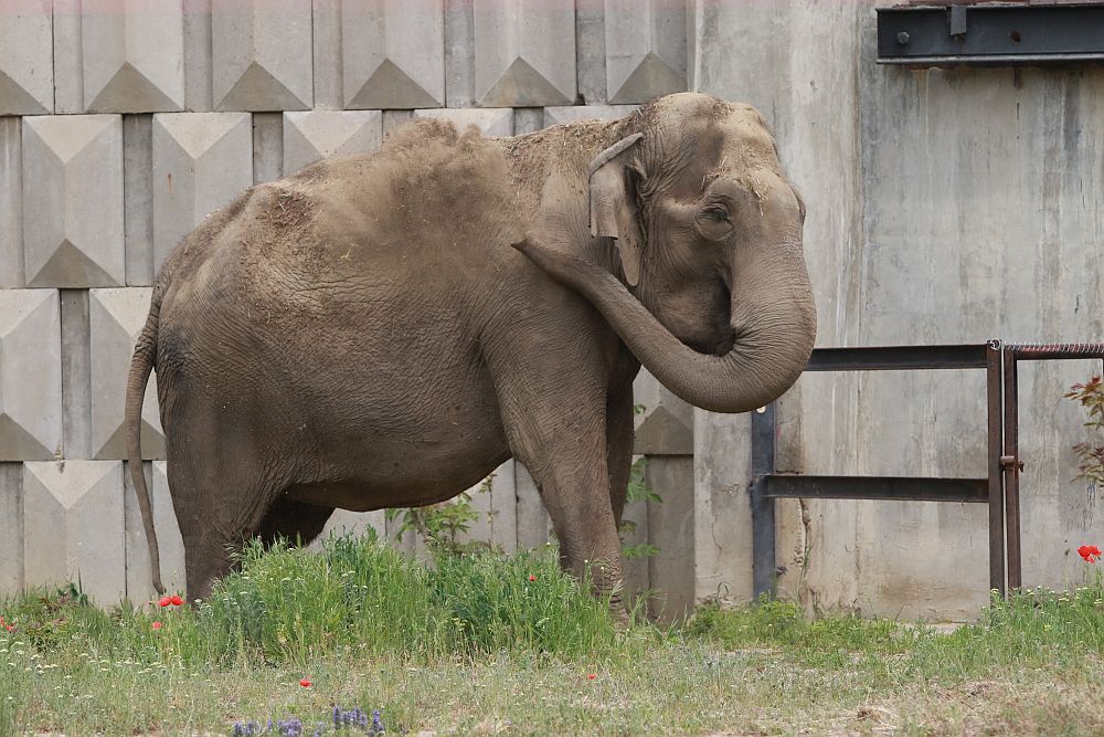 Вече има кой да се възхищава на животните в столичния зоопарк
