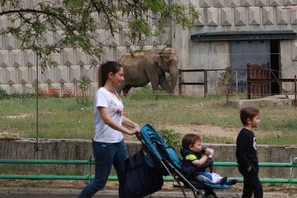 Вече има кой да се възхищава на животните в столичния зоопарк