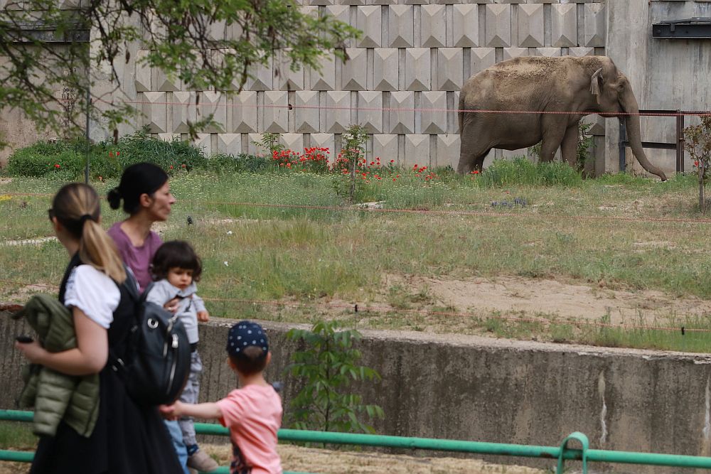 Вече има кой да се възхищава на животните в столичния зоопарк
