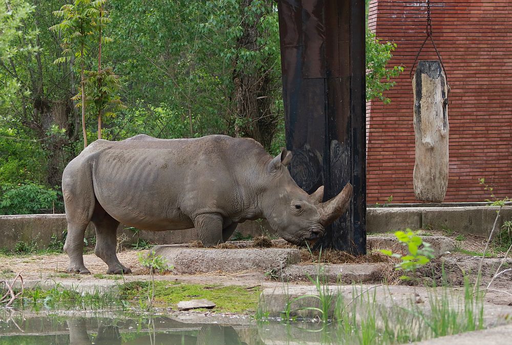 Вече има кой да се възхищава на животните в столичния зоопарк