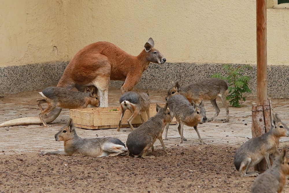 Вече има кой да се възхищава на животните в столичния зоопарк