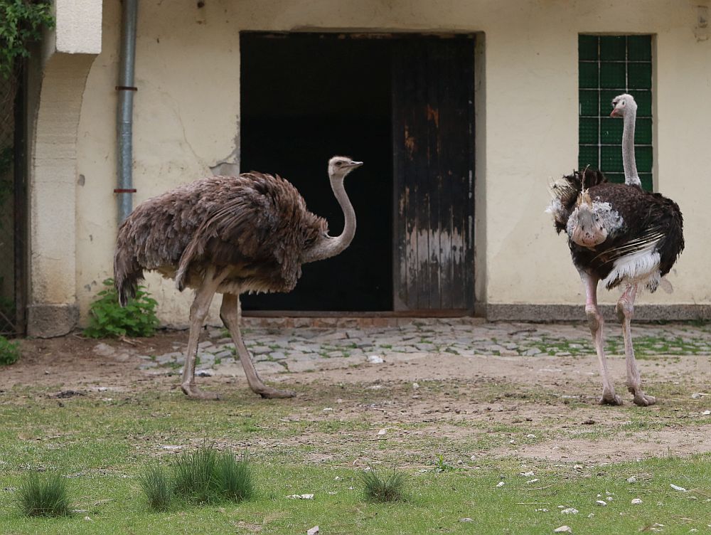 Вече има кой да се възхищава на животните в столичния зоопарк