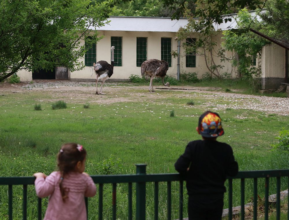 Вече има кой да се възхищава на животните в столичния зоопарк