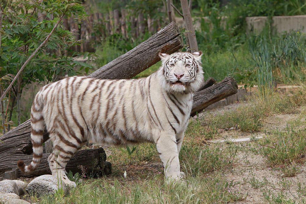 Вече има кой да се възхищава на животните в столичния зоопарк