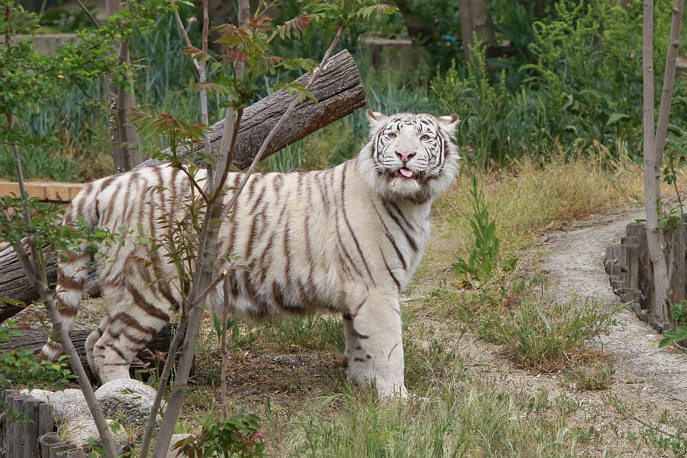 Вече има кой да се възхищава на животните в столичния зоопарк