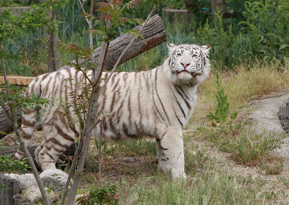 Вече има кой да се възхищава на животните в столичния зоопарк