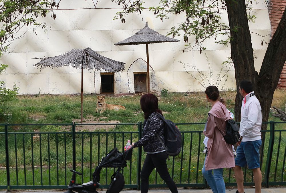 Вече има кой да се възхищава на животните в столичния зоопарк