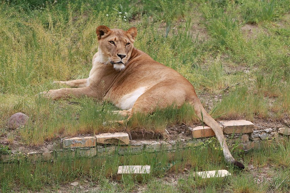 Вече има кой да се възхищава на животните в столичния зоопарк