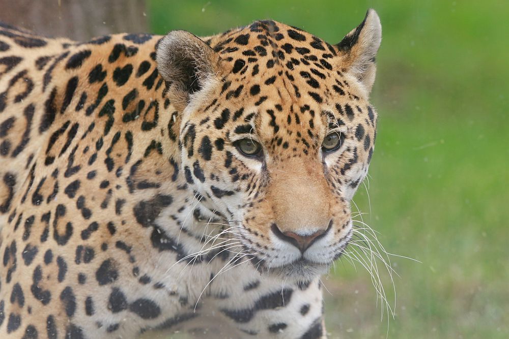 Вече има кой да се възхищава на животните в столичния зоопарк