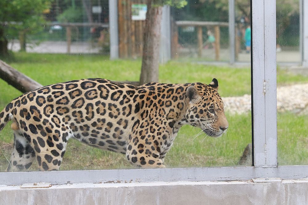 Вече има кой да се възхищава на животните в столичния зоопарк
