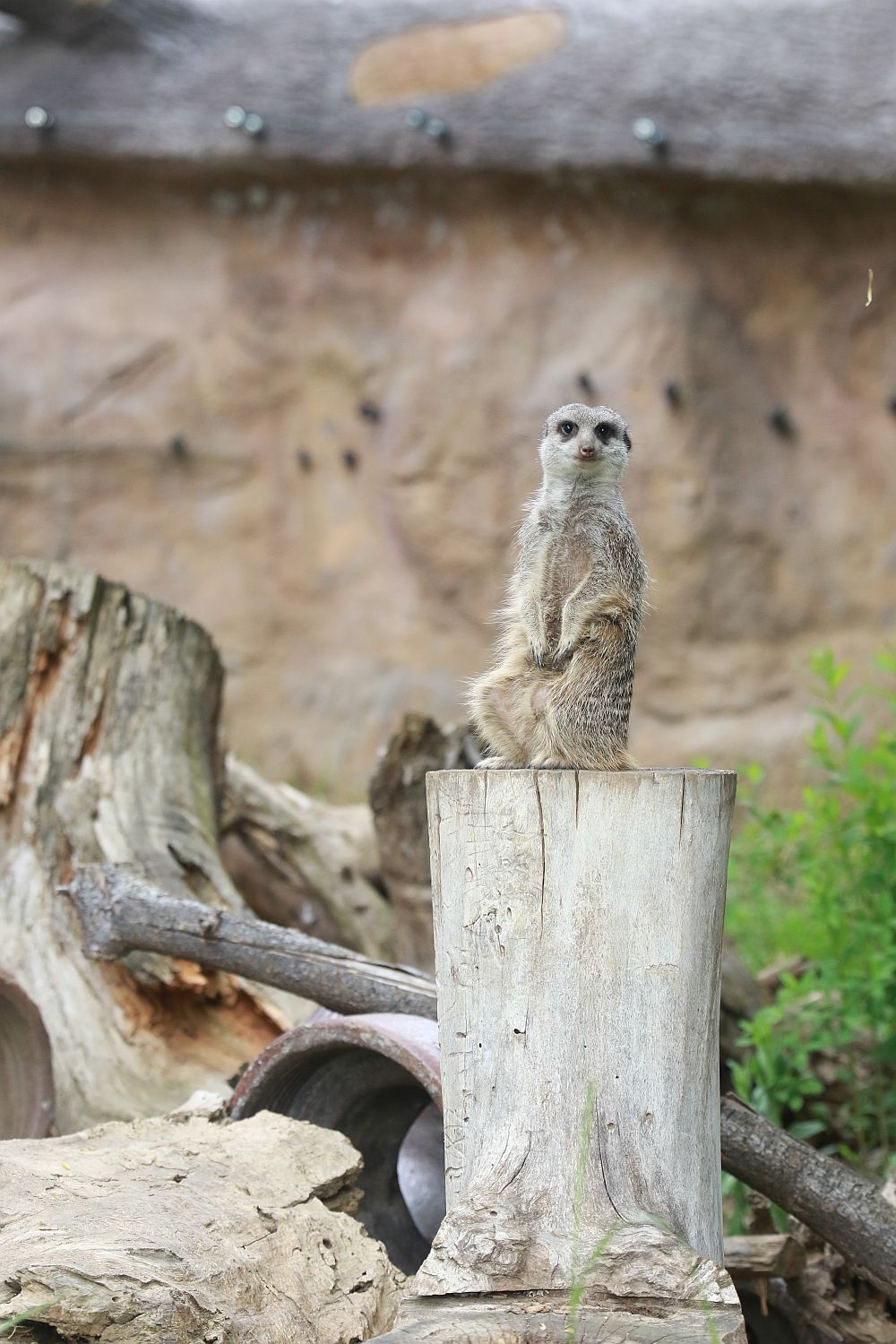 Вече има кой да се възхищава на животните в столичния зоопарк
