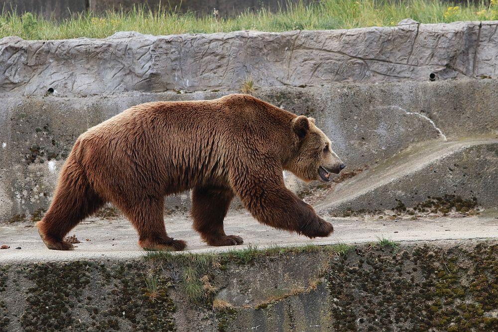 Вече има кой да се възхищава на животните в столичния зоопарк