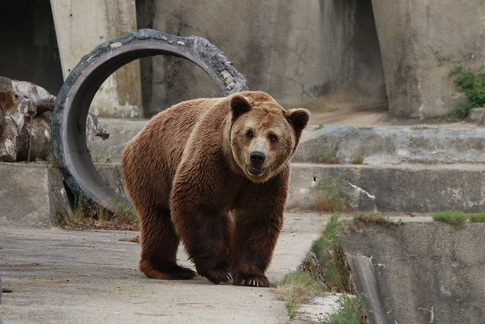 Вече има кой да се възхищава на животните в столичния зоопарк