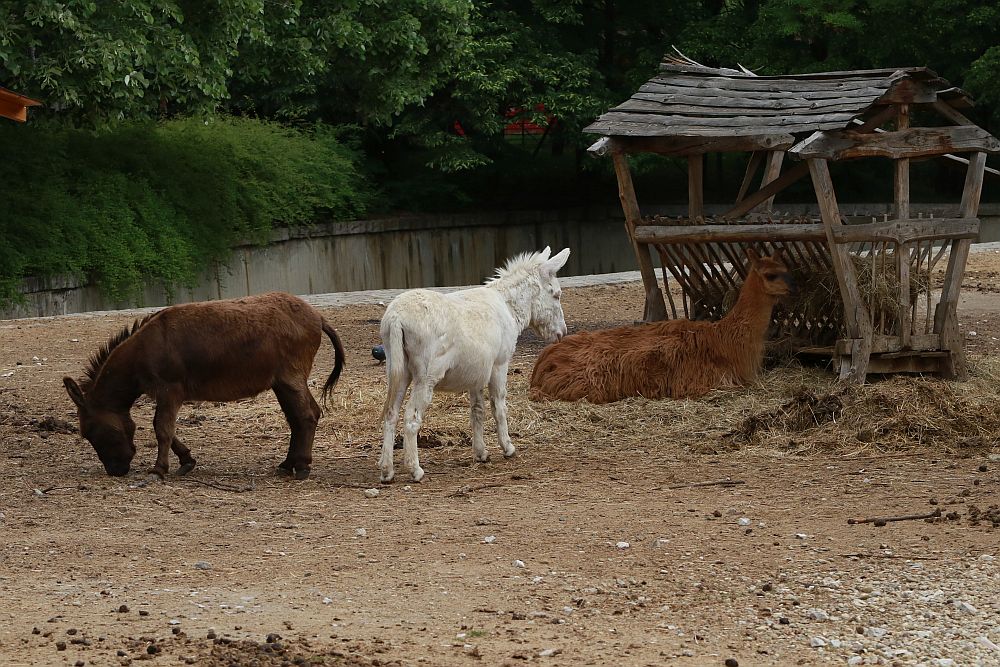 Вече има кой да се възхищава на животните в столичния зоопарк
