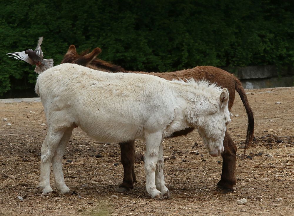 Вече има кой да се възхищава на животните в столичния зоопарк