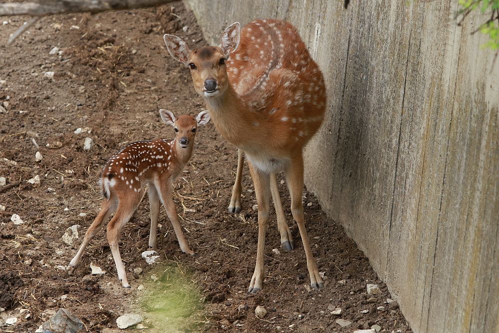 Вече има кой да се възхищава на животните в столичния зоопарк