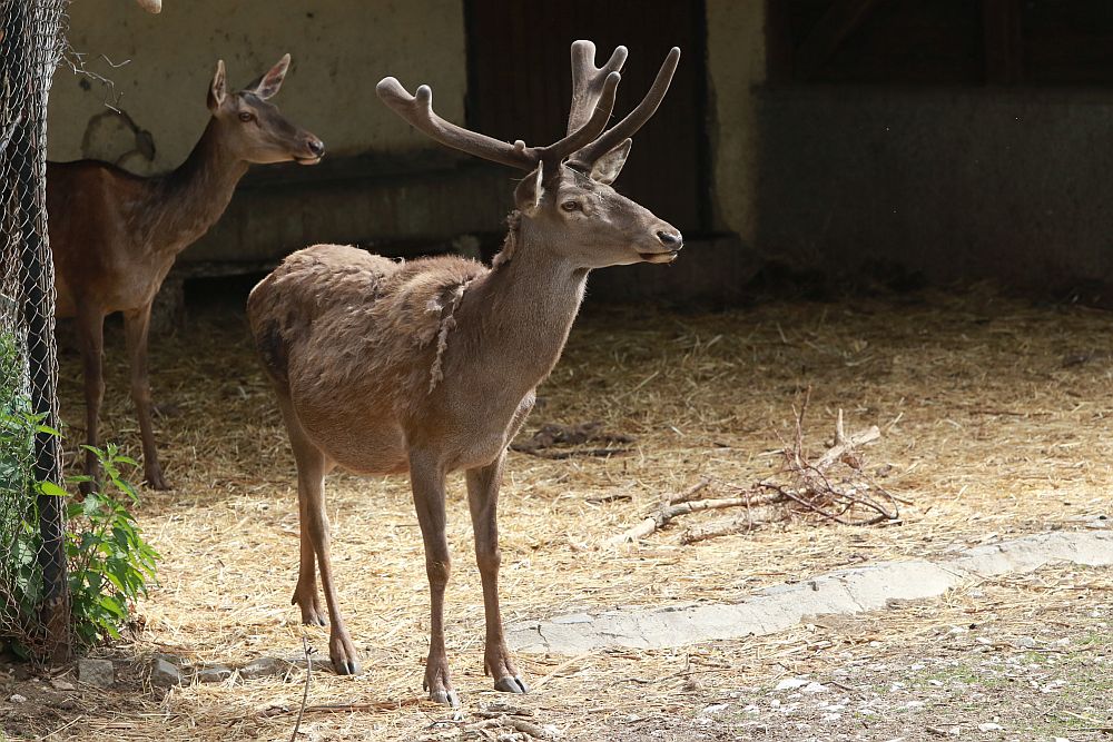 Вече има кой да се възхищава на животните в столичния зоопарк
