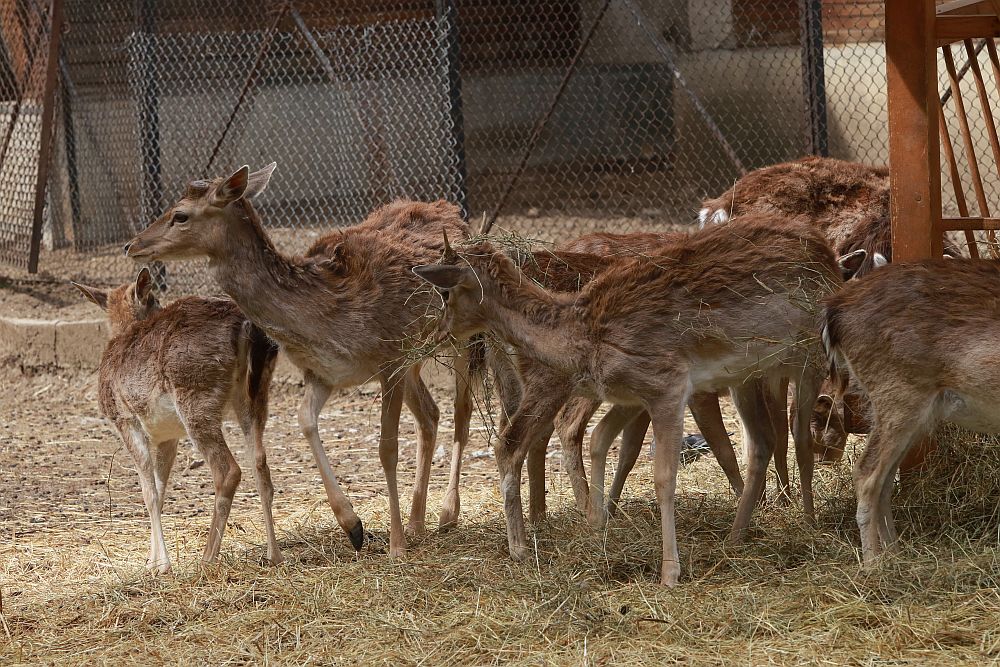 Вече има кой да се възхищава на животните в столичния зоопарк