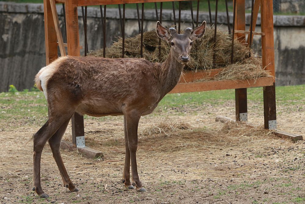 Вече има кой да се възхищава на животните в столичния зоопарк