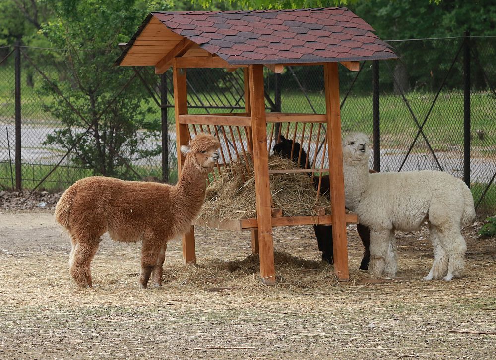 Вече има кой да се възхищава на животните в столичния зоопарк