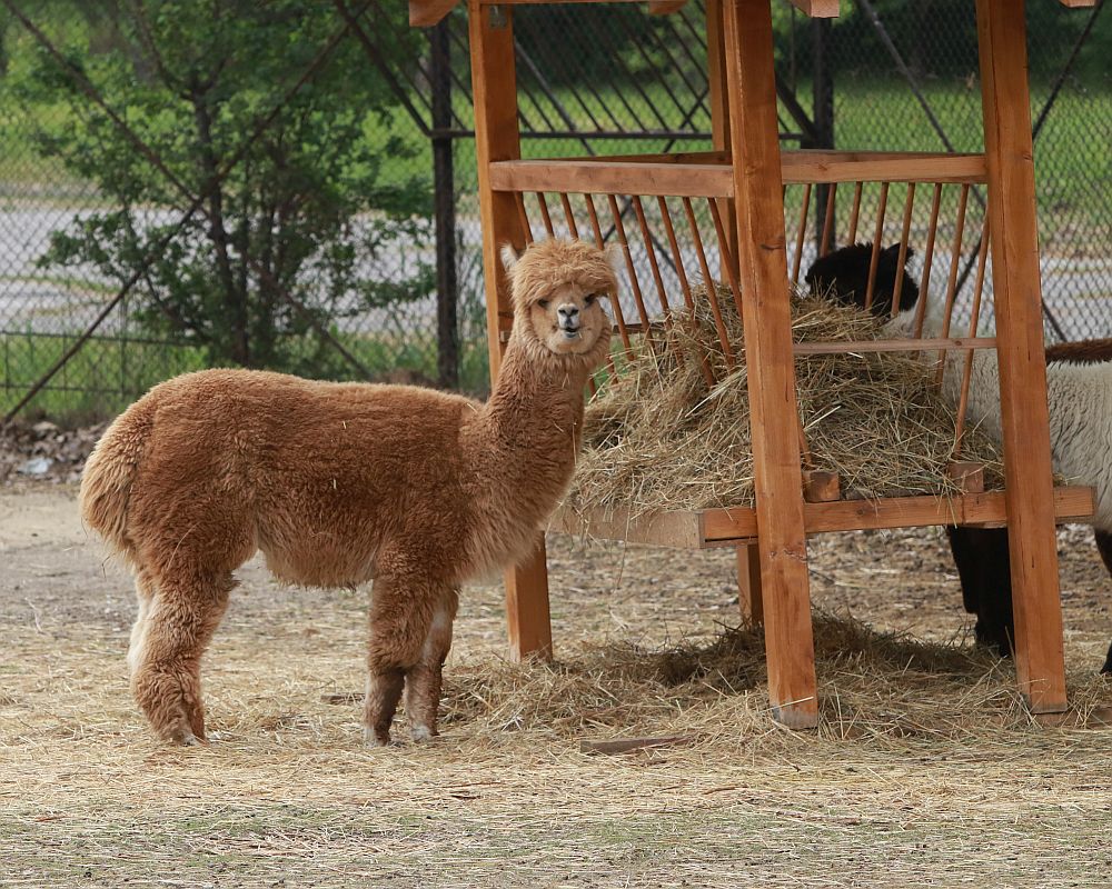 Вече има кой да се възхищава на животните в столичния зоопарк