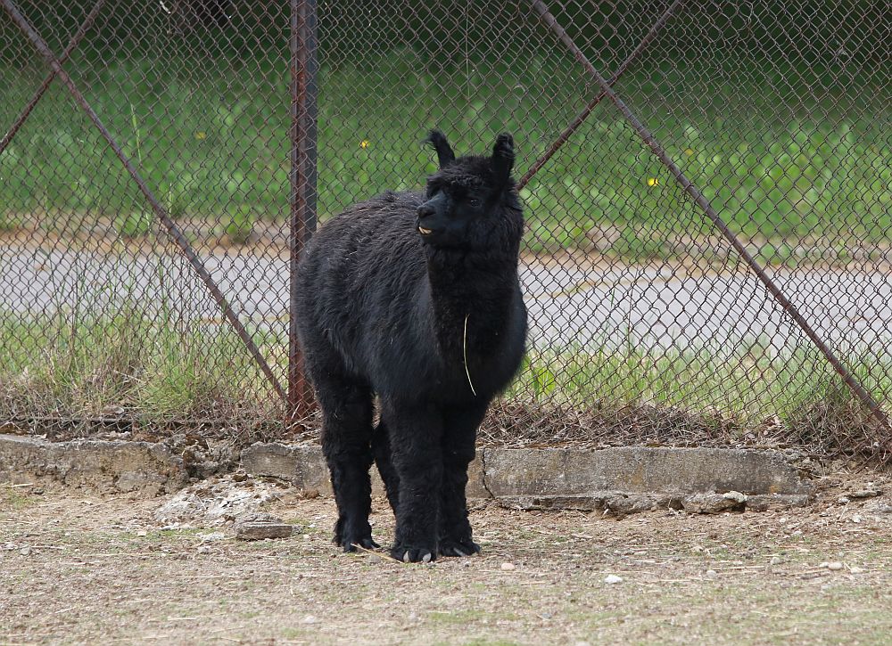 Вече има кой да се възхищава на животните в столичния зоопарк