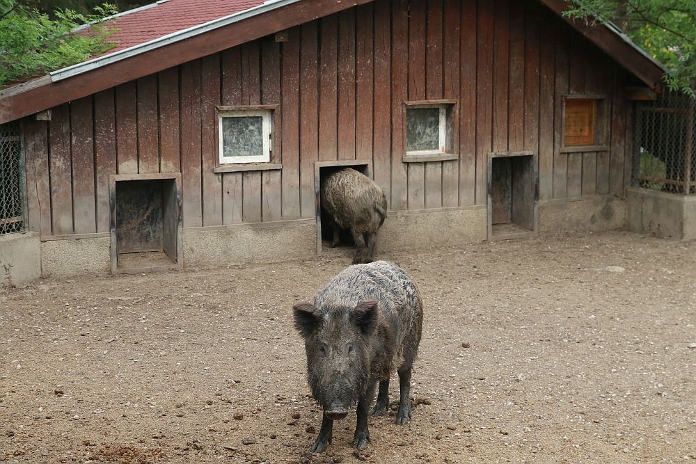 Вече има кой да се възхищава на животните в столичния зоопарк